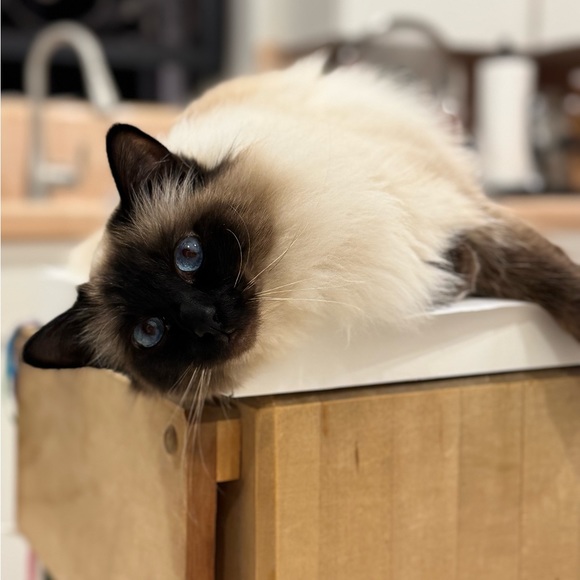 madelinetanney